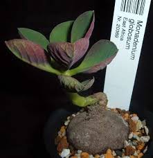 Image result for Monadenium pseudoracemosum