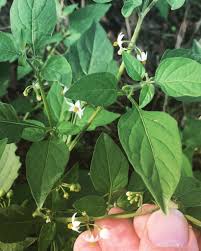 Image result for Solanum americanum