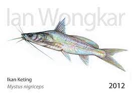 Mystus Nigriceps Ikan Keting Wildlife Animals Fish Pet Freshwater Fish