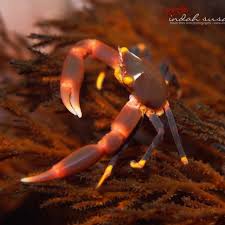 Image result for Crabbea coerulea