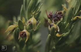 Image result for Suriana maritima