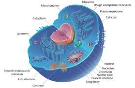 Maybe you would like to learn more about one of these? Animal Cells Are Eukaryotic Cells With A Membrane Bound Nucleus Animal Cell Eukaryotic Cell Cell Diagram