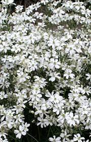 Clematis integrifolia mongolian bells 10 seeds ebay. Gemischtes Saatgut Clematis Hexapetala Mongolian Snowflakes Bushy Clematis 10 Seeds Garten Terrasse Breathtime Kz