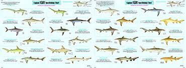 Designcap is exactly what you need. Captain Segull S Shark Species Identification Sportfishing Chart Sk502 Buy Online In Jamaica At Jamaica Desertcart Com Productid 28757632