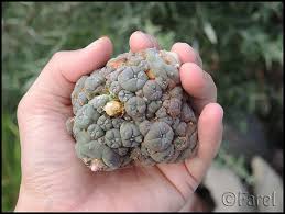 Image result for Cyanotis caespitosa