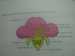 Komponen bunga terdiri dari mahkota, kelopak, putik, benang sari, tangkai, dan dasar bunga. A Bunga Lengkap Dan Bunga Tidak Lengkap Beserta Contohnya Brainly Co Id