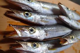 カマス釣りの時期 シーズン毎の特徴を基礎から徹底解説 まるなか大衆鮮魚