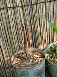 Image result for Gutenbergia cordifolia