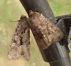 Image result for Heteromorpha sp. agg.