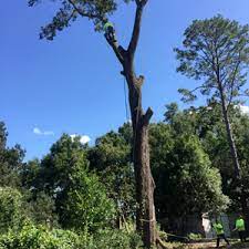 Tree trimming and stump grinding services. Jw Tree Service Tree Trimming Cutting And Dangerous Tree Removal Brandon Lithia Fl