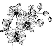 41 tattoo vorlagen zeichnungen und skizzen kostenlos zum ausdrucken : Vorlagen Fur Tattoos Mit Blumen Z B Lilie Oder Orchidee