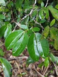 Image result for Cynometra alexandri