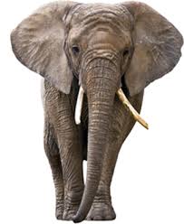 Elephant Png Elephant Transparent Background Freeiconspng This png image was uploaded on december 24, 2016, 5:15 am by user: elephant png elephant transparent