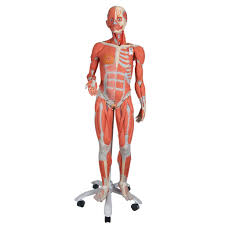 Female anatomy, early 17th c wellcome l0011866.jpg 1,178 × 1,707; 3 4 Life Size Female Human Muscle Model Without Internal Organs On Metal Stand 23 Part 3b Smart Anatomy Sem Trainers