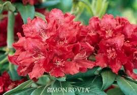Henry S Red Rhododendron Monrovia Henry S Red Rhododendron Rhododendron Plant Partial Shade Plants Shade Shrubs