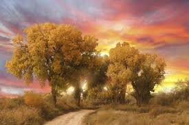 Check spelling or type a new query. Live Life To Express Not To Impress Positive Thoughts Of My Mind