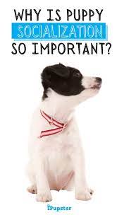 Animal shelters and kennel environments are less than ideal living situations for puppies. How To Socialize A Puppy A Beginner S Guide To Puppy Socialization In 2020 Puppy Socialization Puppies Puppy Classes