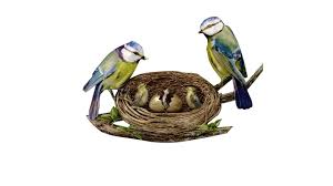 30 contoh gambar kartun burung kumpulan sketsa gambar burung elang hantu merpati merak download contoh gambar kartun budak lel gambar kartun gambar sketsa. Gambar Burung Animasi Radea