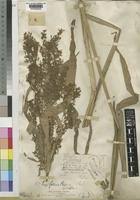 Image result for Cyperus pseudoleptocladus