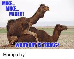 Guess what day it is? eventually, a woman answers the annoyingly funny camel, telling him it's wednesday. Hump Day Meme Camel