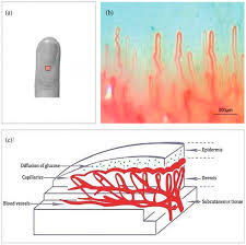 The price range of testing strips can be higher and depends on the kind of glucometer you choose. Molecules Free Full Text A Noninvasive Accurate Measurement Of Blood Glucose Levels With Raman Spectroscopy Of Blood In Microvessels Html