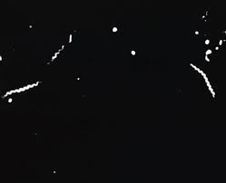 Viewing bacteria under microscope allows for observations of their morphology, physiology and behavior. A Brief History Of Laboratory Diagnostics For Syphilis