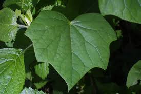 Image result for Menispermaceae