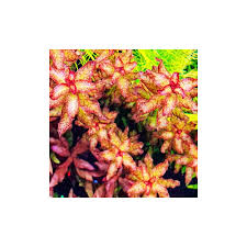 Image result for Ludwigia senegalensis