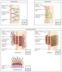 The Plasma Membrane Anatomy And Physiology