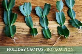 Aka christmas cactus, holiday cactus, easter plant, easter cactus ease of care: How To Care For Christmas Cactus Year Round Eod Christmas Cactus Care Cactus Care Christmas Cactus Plant