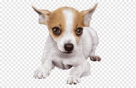 See more ideas about chihuahua terrier mix, terrier mix, chihuahua. Chihuahua Welpen Hundezucht Spielzeug Foxterrier Miniatur Foxterrier Welpen Tiere Carnivoran Chihuahua Png Pngwing