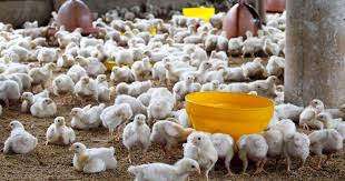 Pentingnya Manajemen Tempat Pakan Dan Minum Ayam Broiler Portal Agribisnis Indonesia