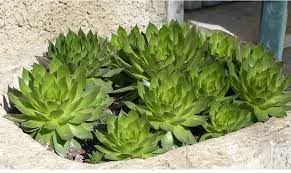 Anche la lavanda è una pianta da vaso molto amata, tuttavia non tutti i tipi di lavanda amano l'inverno. Piante Da Balcone Resistenti Al Freddo E Al Caldo Casafacile