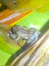 Image result for Strabomantis anatipes