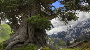 Choose from hundreds of free black backgrounds. Hd Tree Wallpapers Beautiful Cool Wallpapers Wallpaper