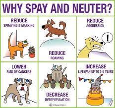 Get a voucher for free or discounted pet spay or neuter procedures from la animal services! Low Cost Spay Neuter Vaccines In Las Vegas