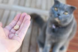 Ask a cat vet online. Your Guide To The Most Commonly Used Cat Medicine Catster