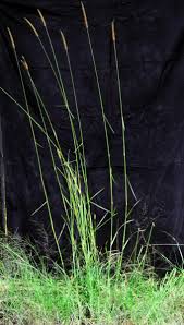 Image result for Setaria lindenbergiana