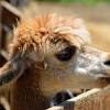 Why don't camels get sun burnt? Https Encrypted Tbn0 Gstatic Com Images Q Tbn And9gcsuypgqhtvefu0aeoktepsowrzybpq1pyob9vcgkhu3 H8owjif Usqp Cau