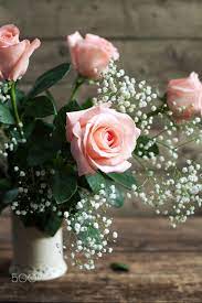 Still Life Pink Roses And Gypsophila Paniculata In A Vase On A Still Life Pink Roses And Gypsophila Paniculata In A Vas Pink Roses Gypsophila Bloom Blossom