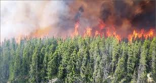 L'incendie est sévère et le contrôler est très difficile. Feux De Foret