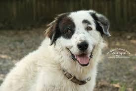 All colors available from a couple different litters. View Ad Australian Shepherd Great Pyrenees Mix Dog For Adoption Near Florida Tampa Usa Adn 542537