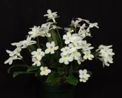 Image result for Streptocarpus umtaliensis
