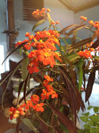 The flowers bloom for around six weeks each summer, attracting every bee, butterfly, and beneficial insect for miles around. Euphorbia Fulgens Blooms All Winter And Great Summer Foliage Euphorbia Plants Foliage