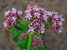 Image result for Valeriana capensis