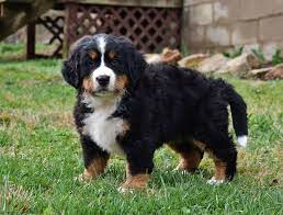Our standards for bernese mountain dog breeders in ohio were developed with leading veterinarians and animal welfare experts. A Devoted Friend Who Will Enjoy Accompanying Your Family Everywhere The Bernesemountaindog Is Bernese Mountain Dog Puppy Bernese Mountain Dog Puppies