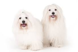 Newer posts older posts popular post. Coton De Tulear Dog Breed Information