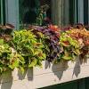 This window box planter provides your plants with a healthy environment. 1