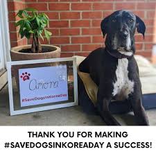 In A Landmark Judgment The Uk Department For Environment Food And Rural Affairs Has Decided To Legally Grant 15 Eurasia In 2020 Animals Street Dogs Animal Companions