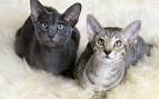 Oriental Kittens for Sale - Adoptapet